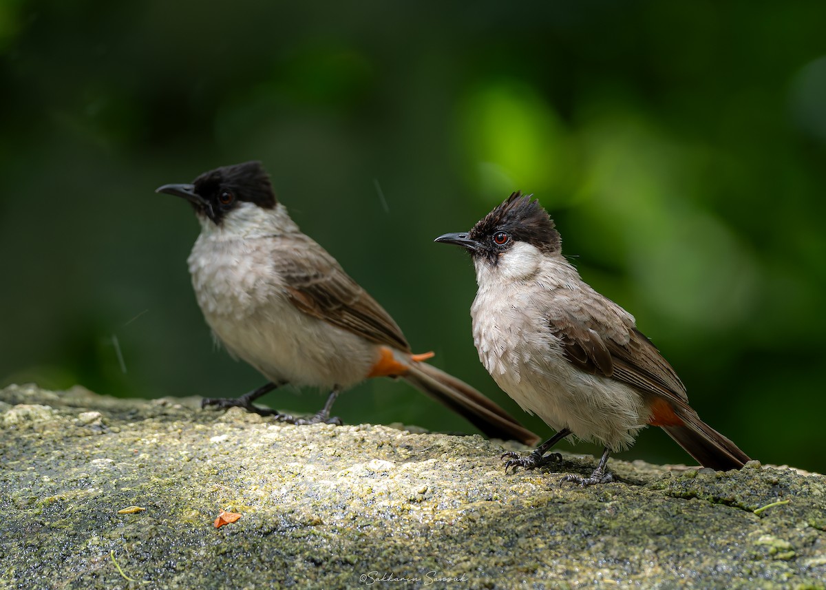 Sooty-headed Bulbul - ML623908540