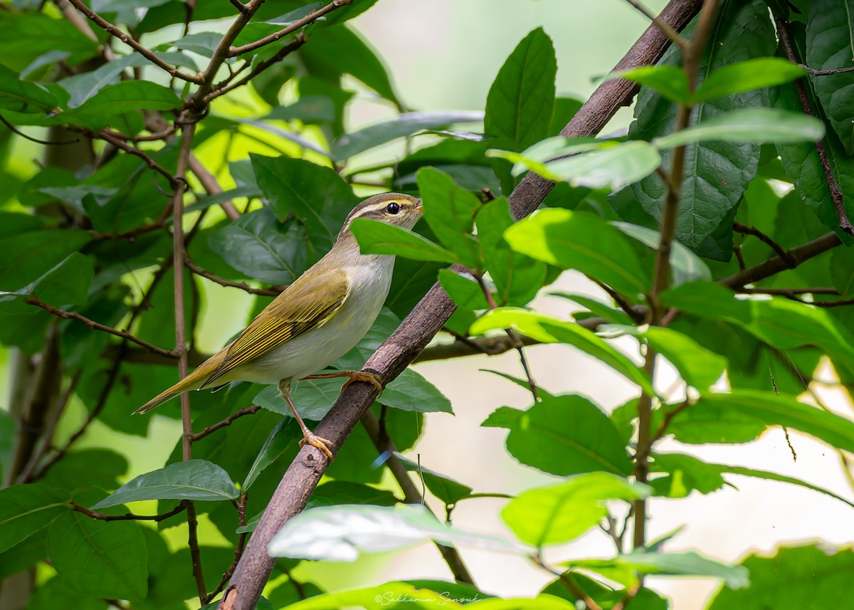 Mosquitero Coronado - ML623908547