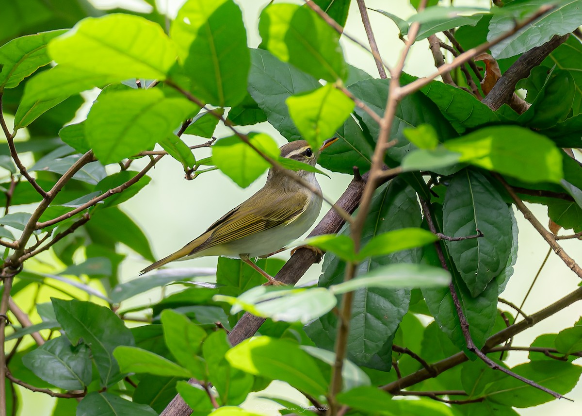 Eastern Crowned Warbler - ML623908548