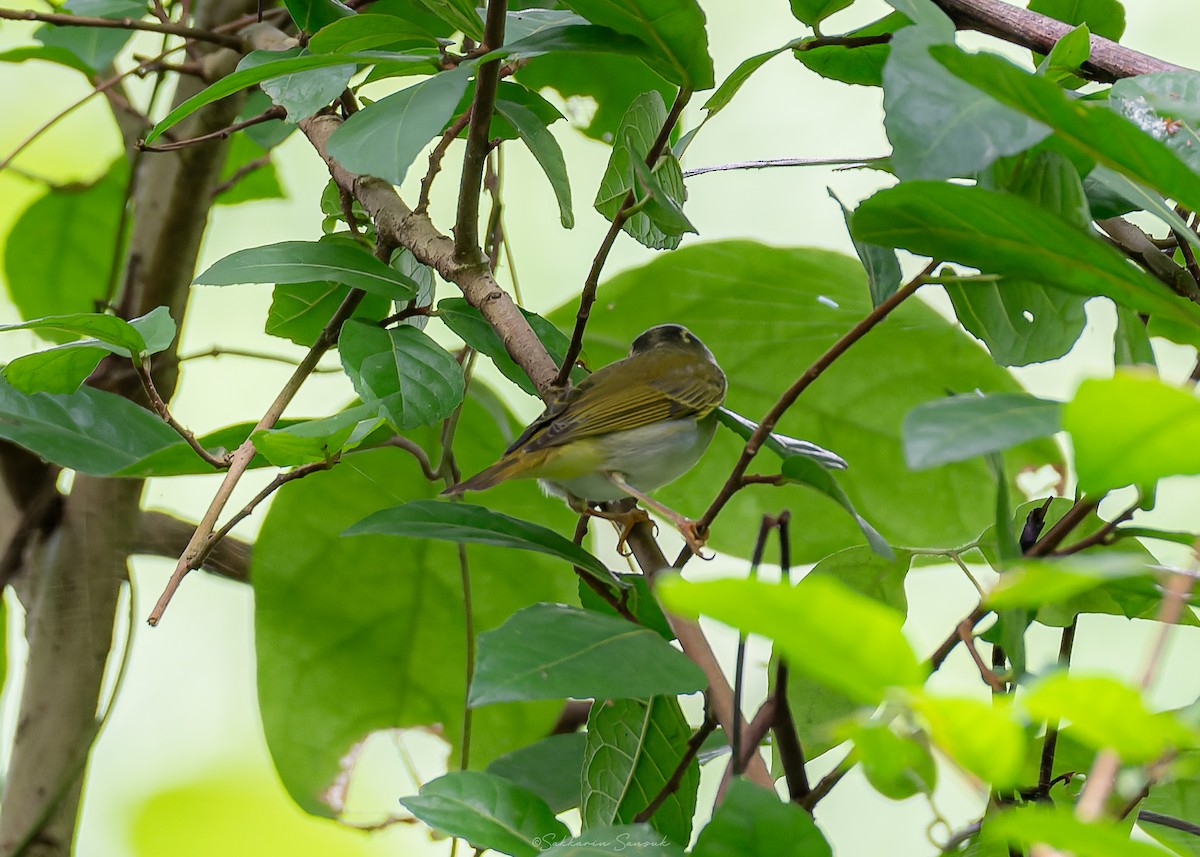 Mosquitero Coronado - ML623908549