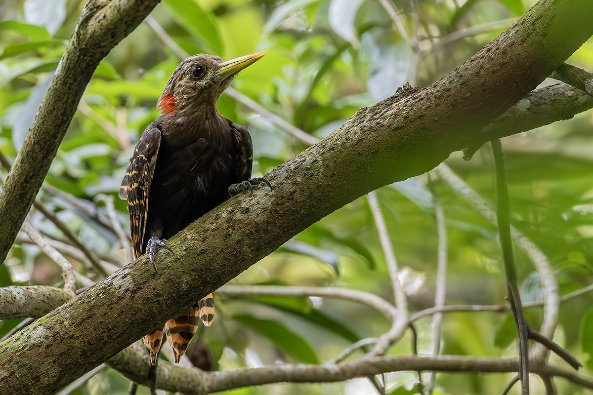 Bay Woodpecker - ML623908552