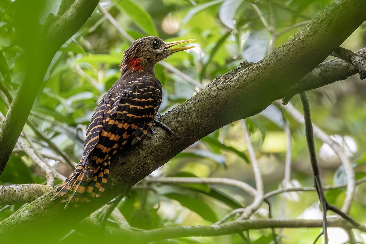 Bay Woodpecker - ML623908553