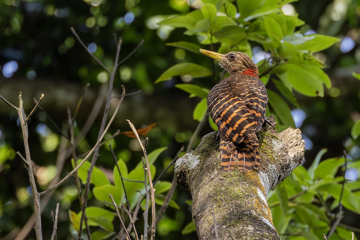 Bay Woodpecker - ML623908554