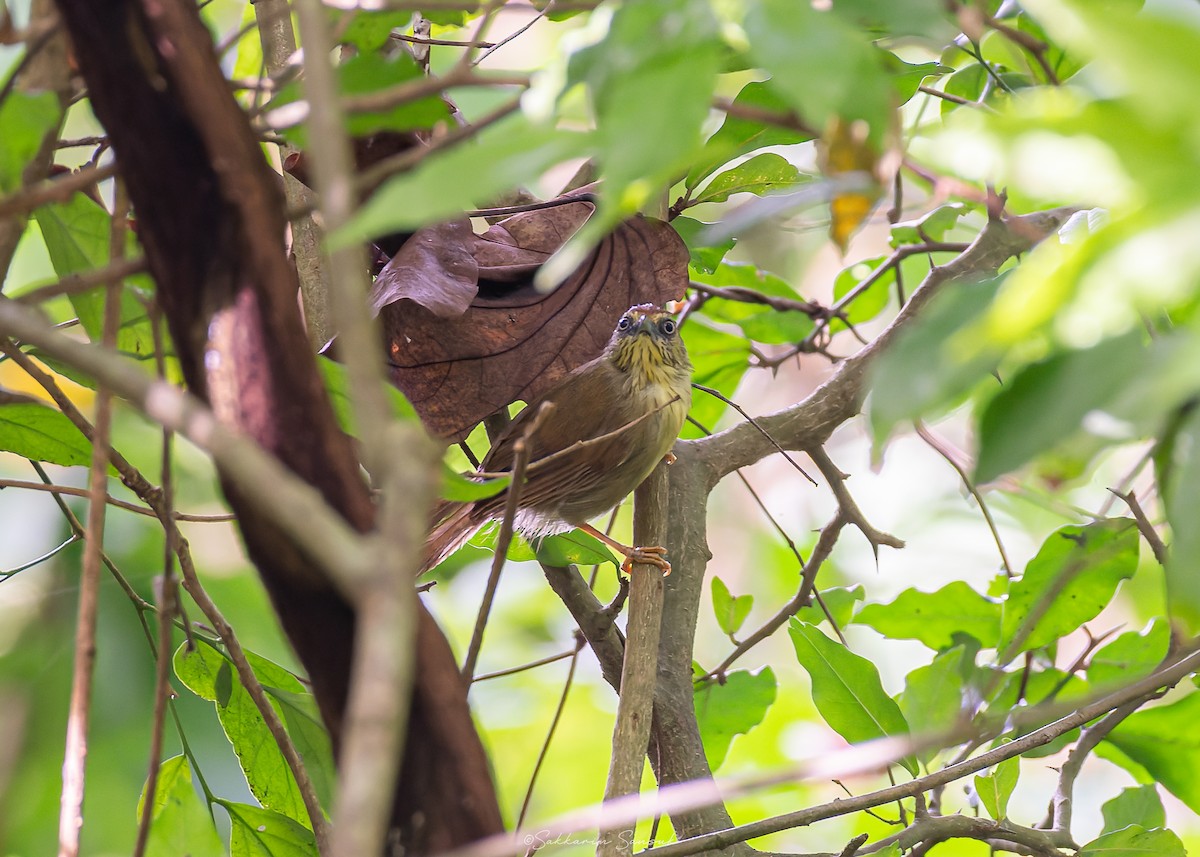 Pin-striped Tit-Babbler - Sakkarin Sansuk