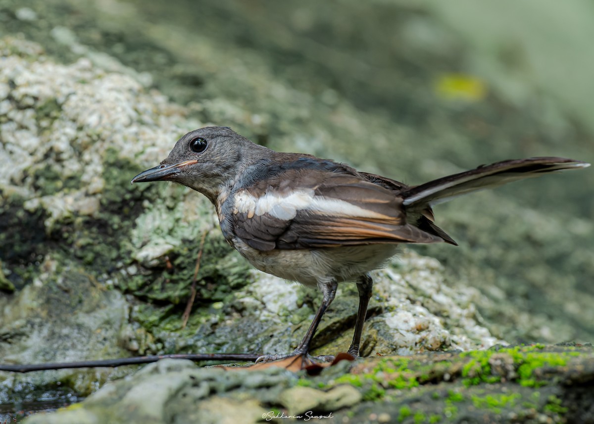 Oriental Magpie-Robin (Oriental) - ML623908563