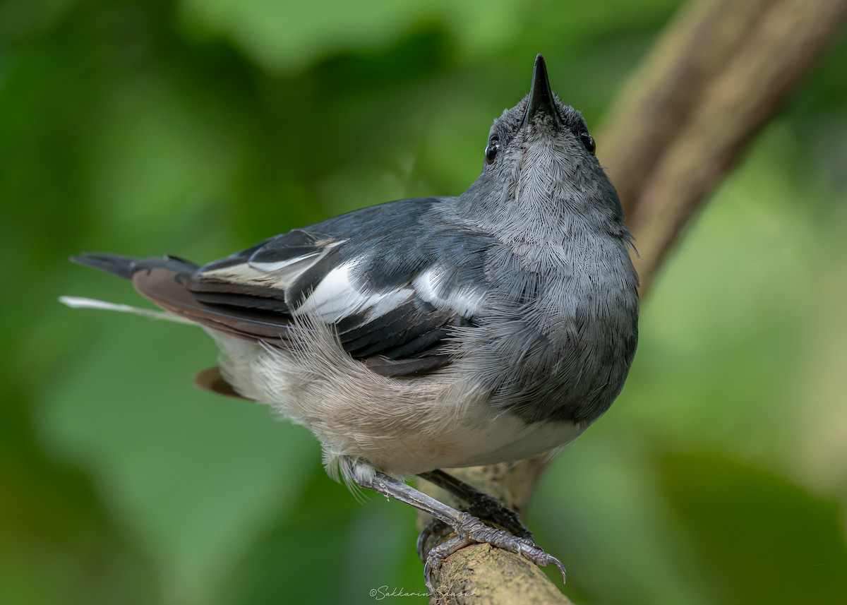 Oriental Magpie-Robin (Oriental) - Sakkarin Sansuk