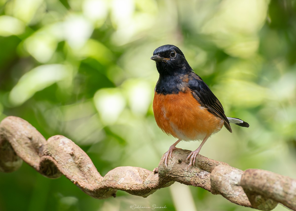 White-rumped Shama - ML623908571