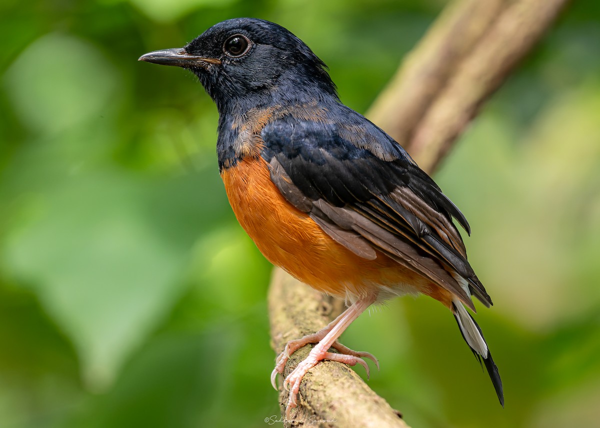 White-rumped Shama - ML623908573