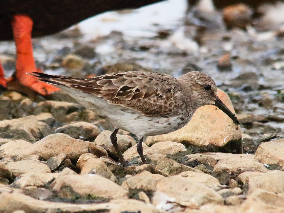 White-rumped Sandpiper - ML623908577