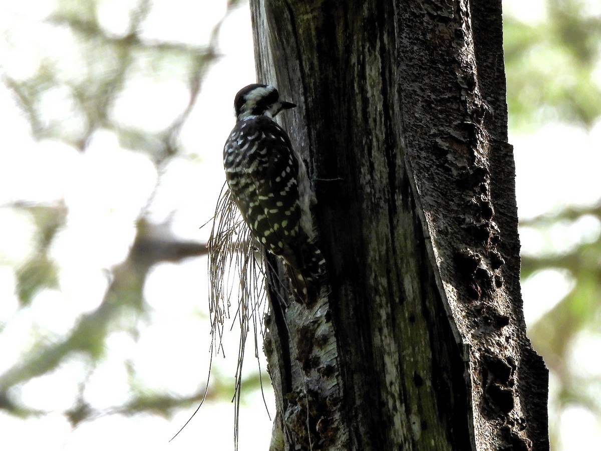 Sunda Pygmy Woodpecker - ML623908587