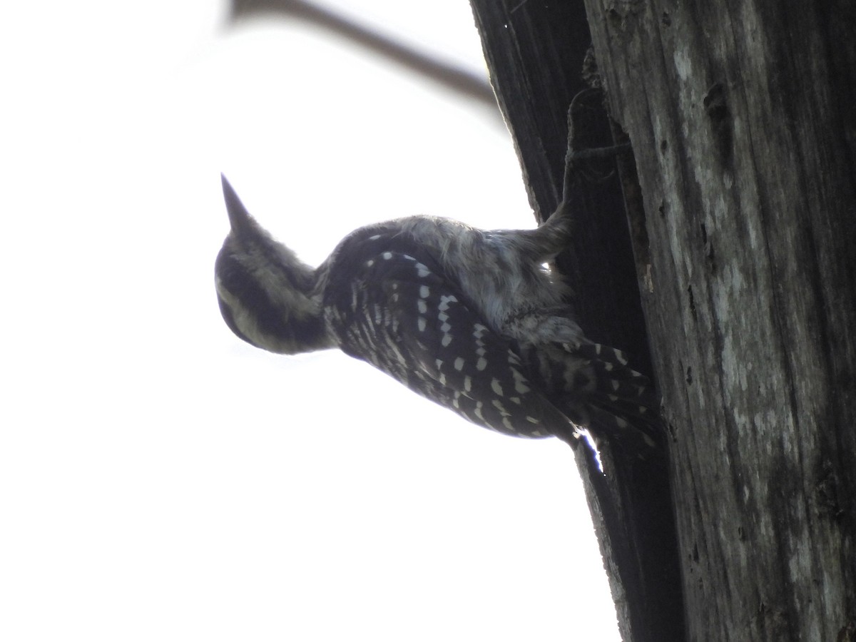 Sunda Pygmy Woodpecker - ML623908589