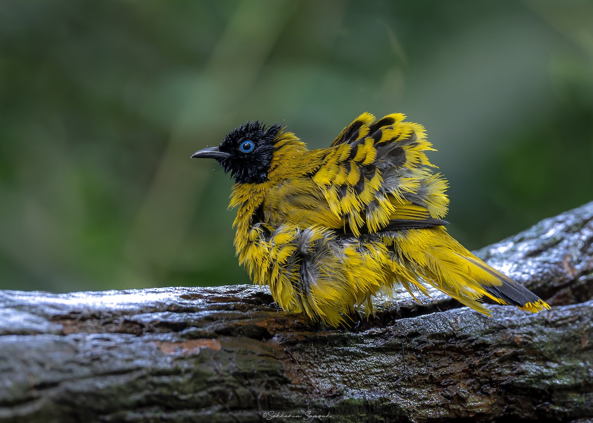 Black-headed Bulbul - ML623908590