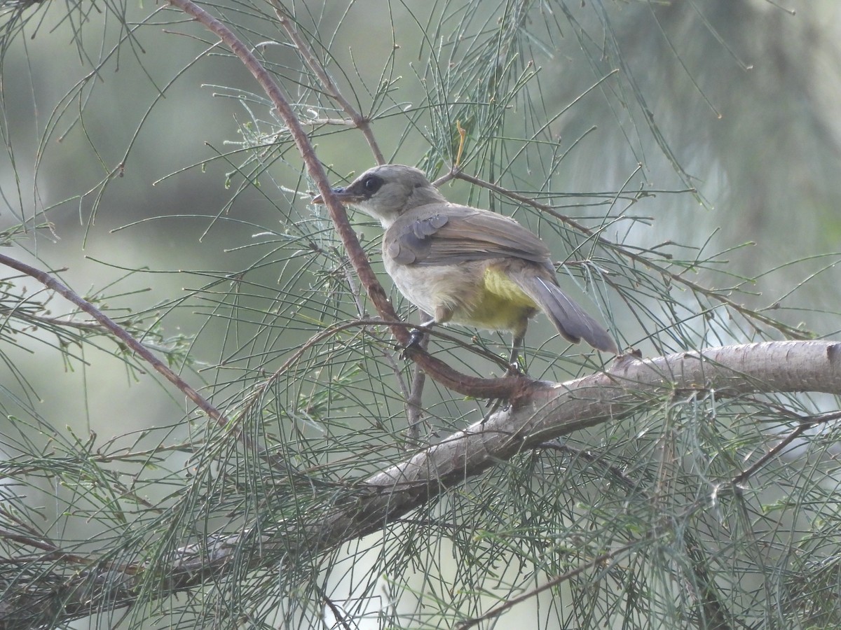 Yellow-vented Bulbul - ML623908594