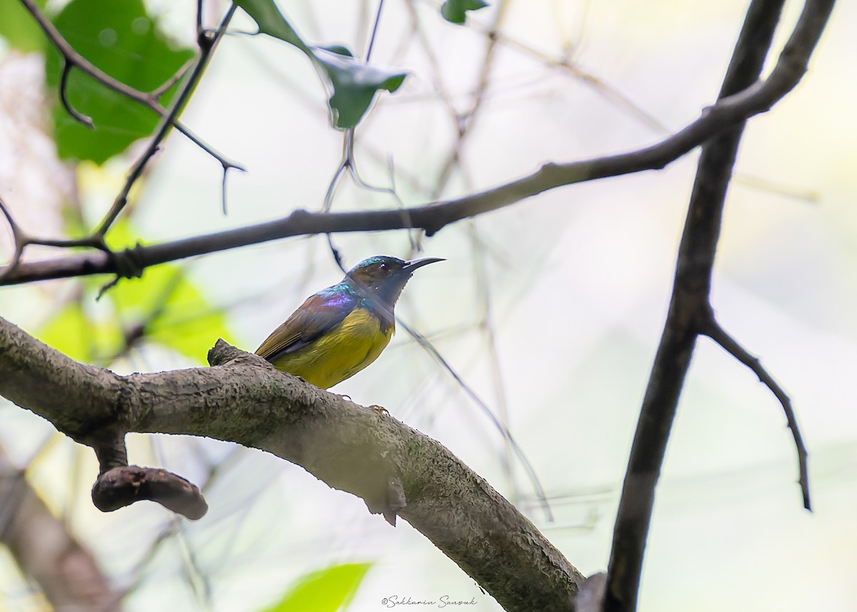 Brown-throated Sunbird - ML623908599