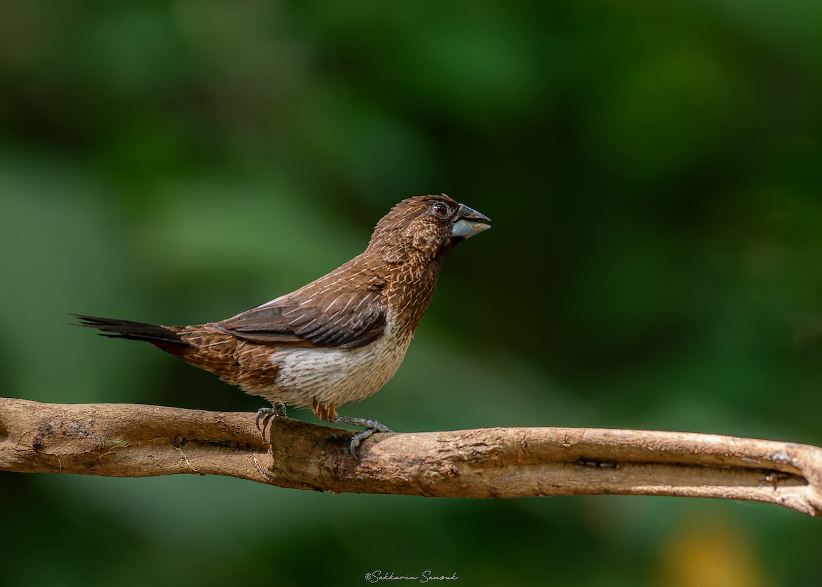 White-rumped Munia - ML623908608