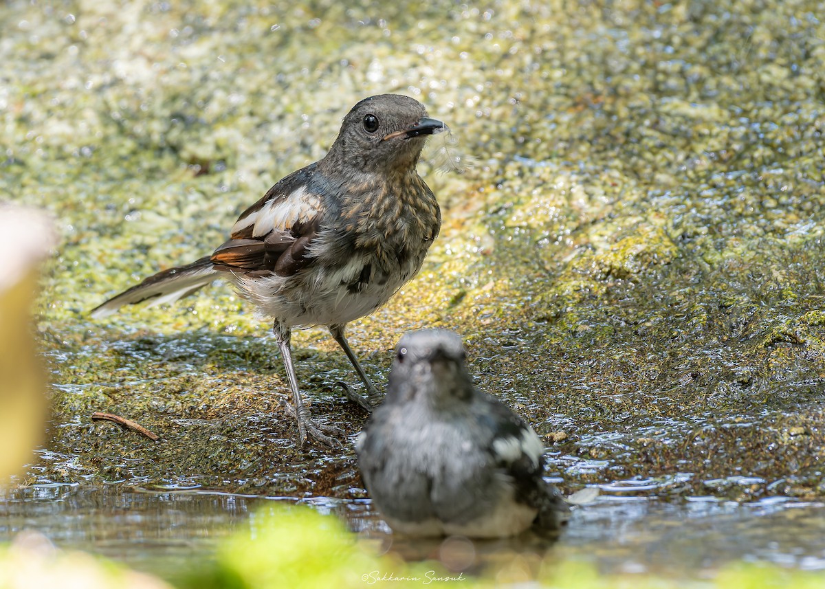 Oriental Magpie-Robin (Oriental) - ML623908611