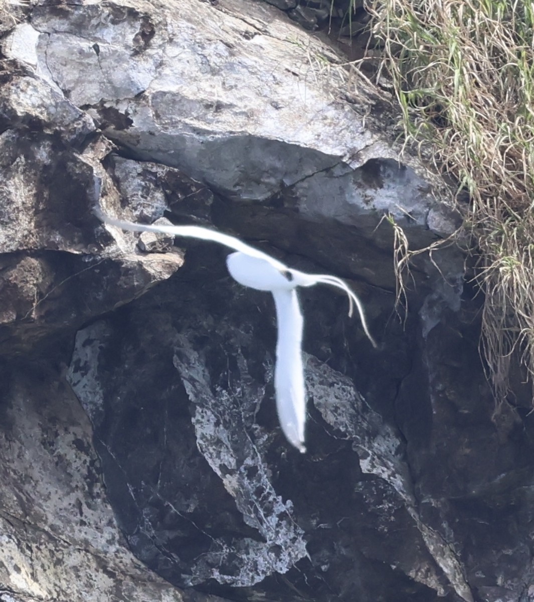 Red-billed Tropicbird - ML623908613