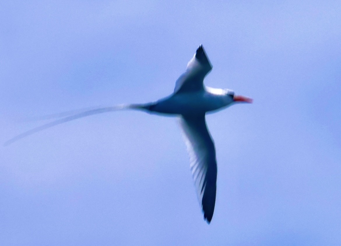 Red-billed Tropicbird - ML623908614