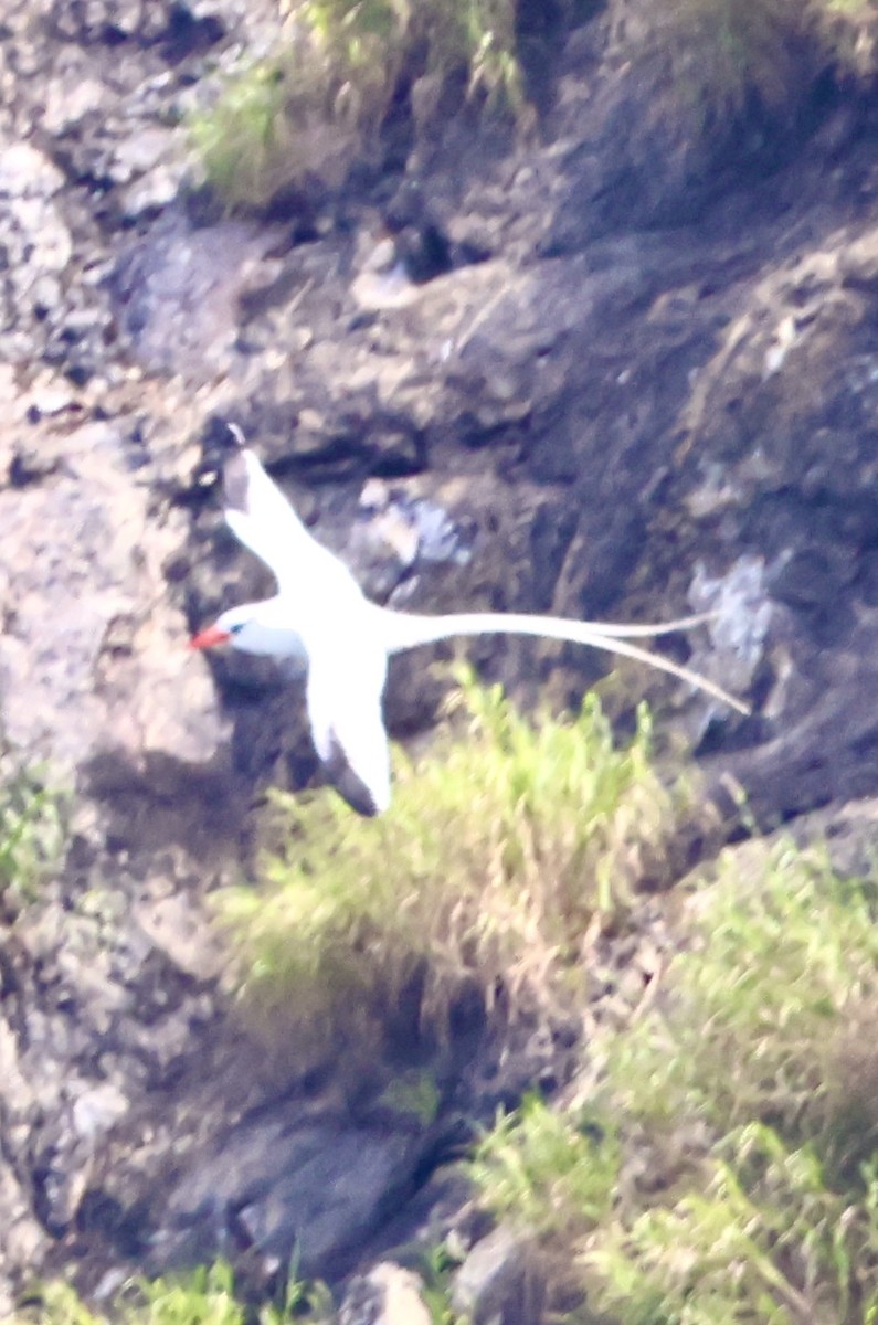 Red-billed Tropicbird - ML623908615