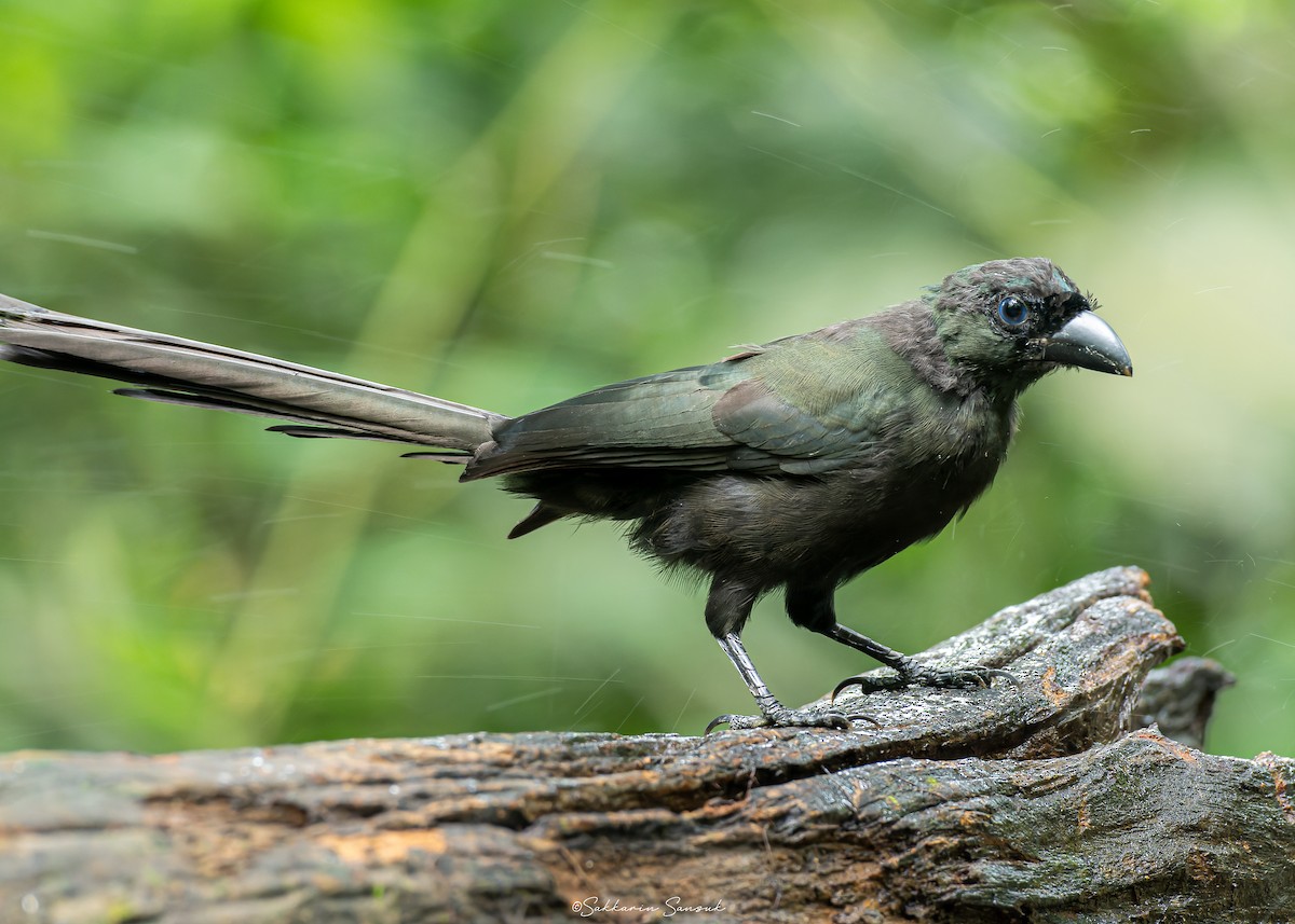 Racket-tailed Treepie - ML623908617