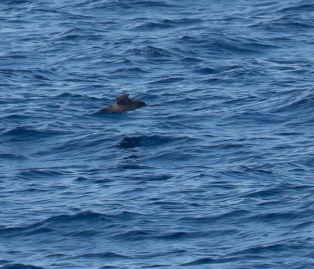 Sooty Shearwater - ML623908630