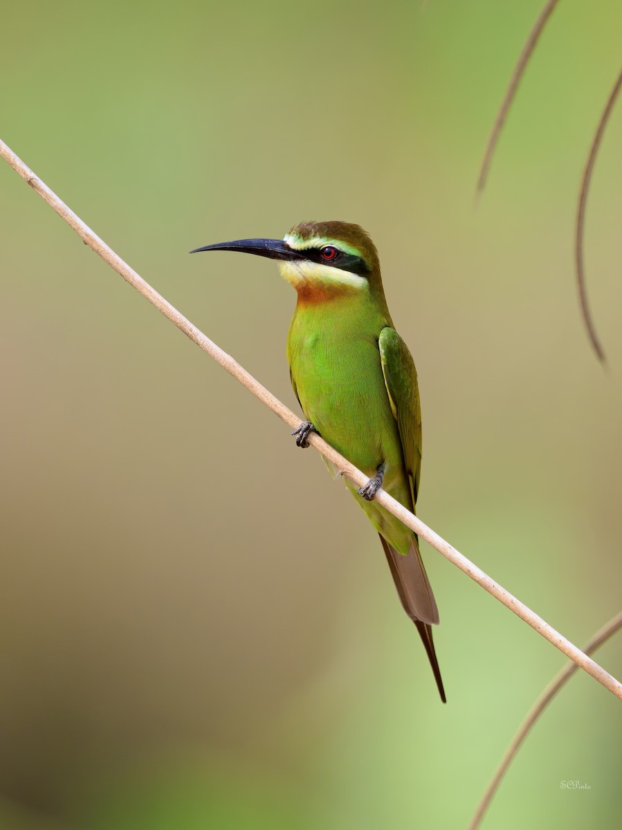 Guêpier de Madagascar - ML623908638