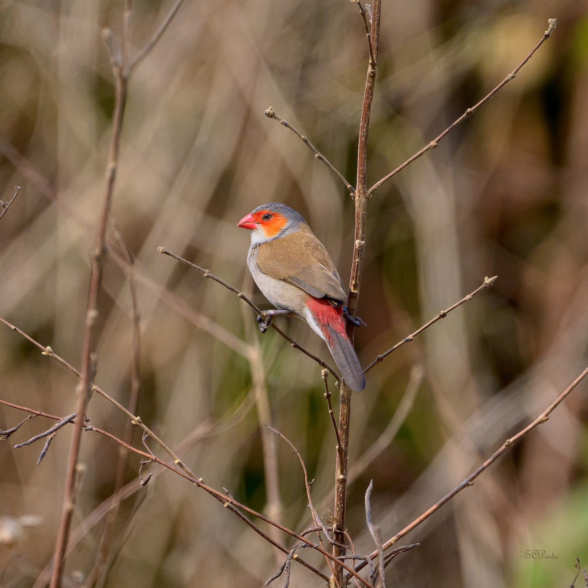 Orange-cheeked Waxbill - ML623908676