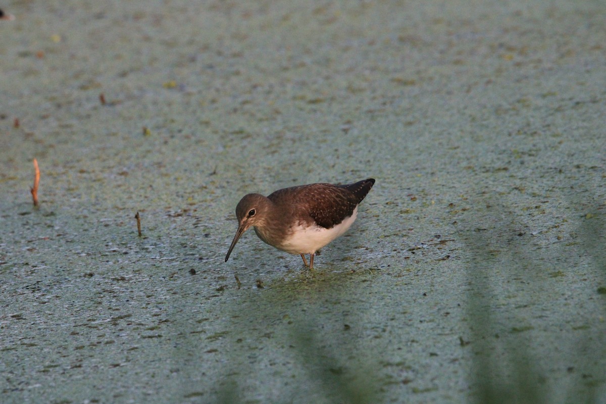 Wood Sandpiper - ML623908707