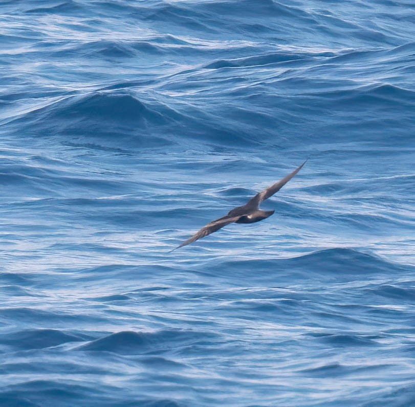 Leach's Storm-Petrel (Chapman's) - ML623908715