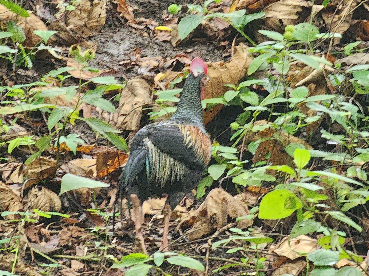 Green Junglefowl - ML623908743