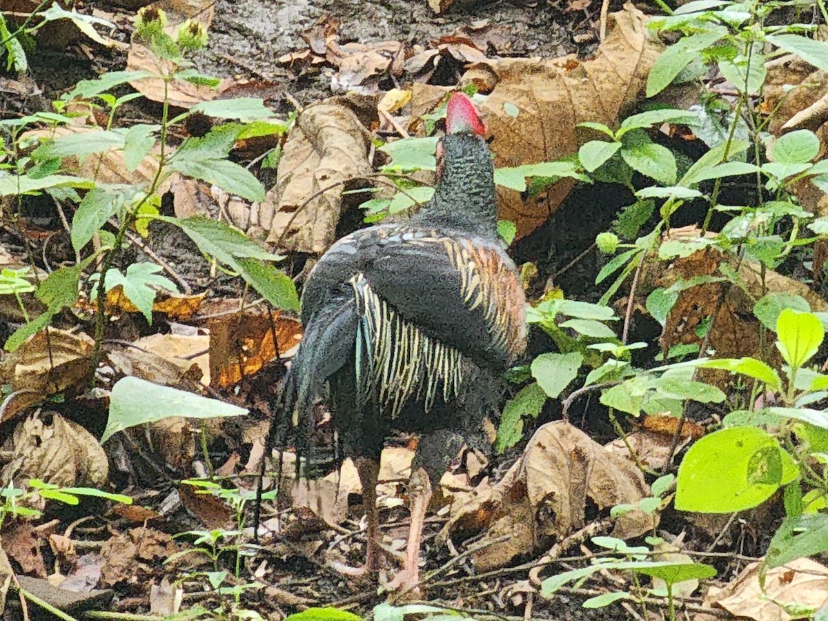 Green Junglefowl - ML623908744