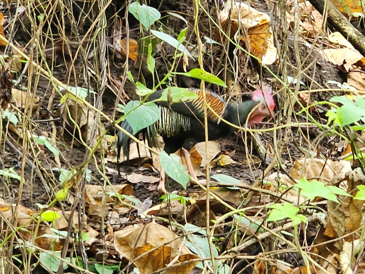 Green Junglefowl - ML623908745