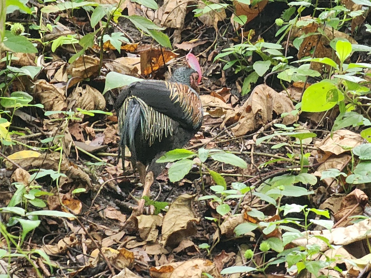 Green Junglefowl - ML623908746