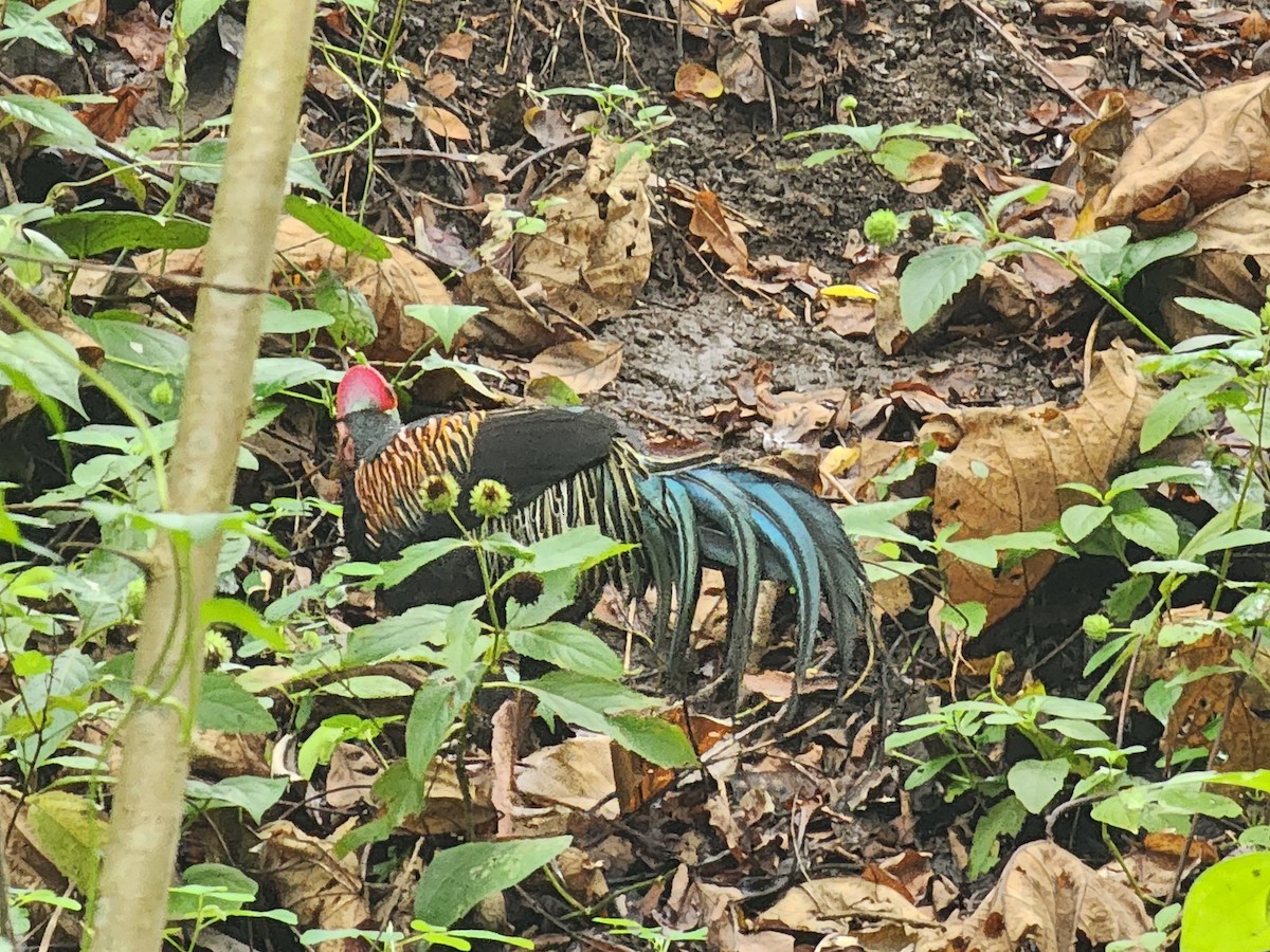 Green Junglefowl - ML623908747