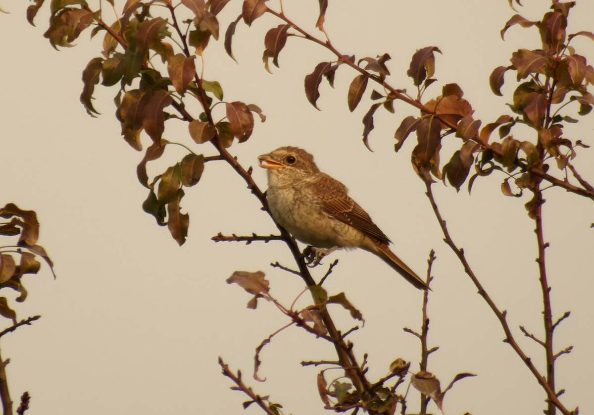 Red-backed Shrike - ML623908768