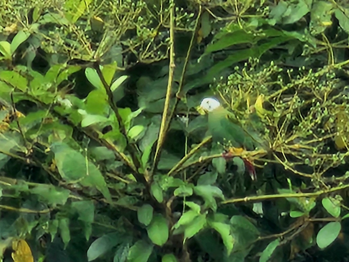 Black-naped Fruit-Dove - ML623908777