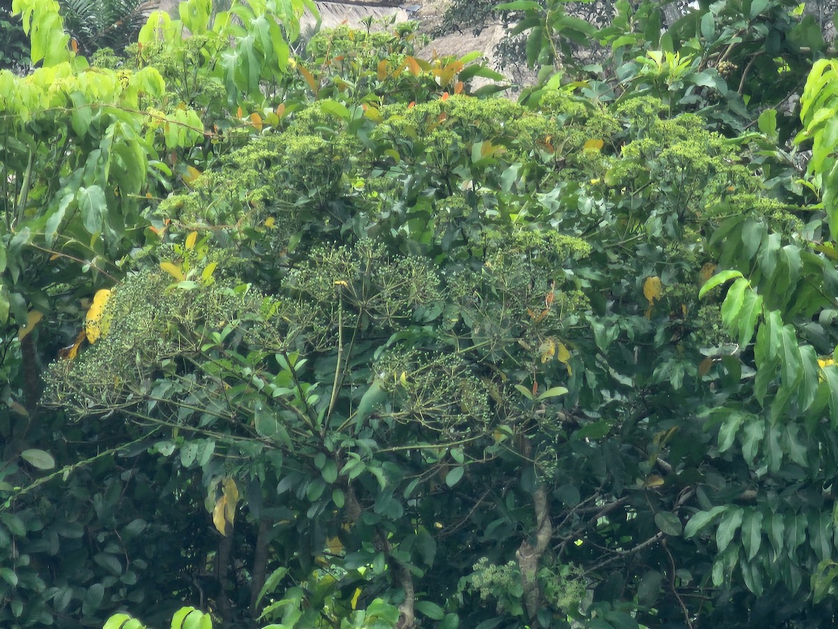 Black-naped Fruit-Dove - Patrick James