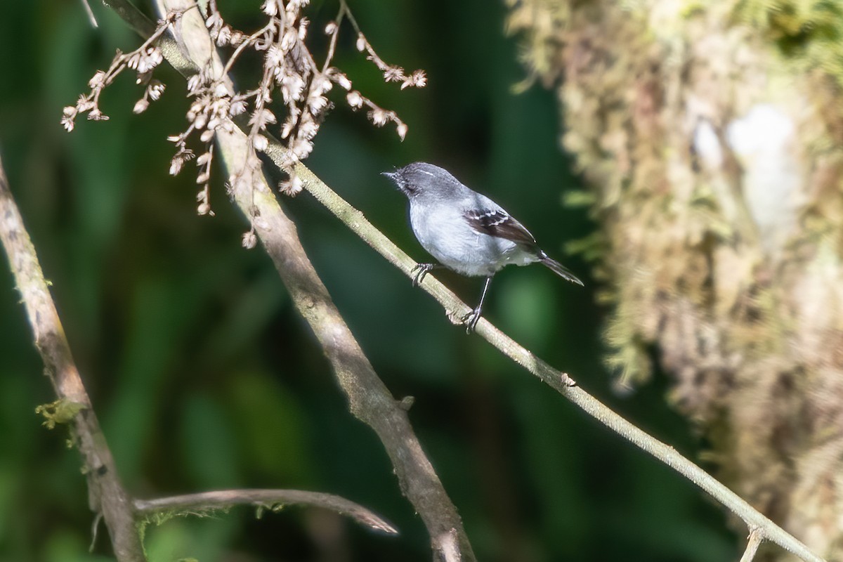 Torrent Tyrannulet - ML623908802