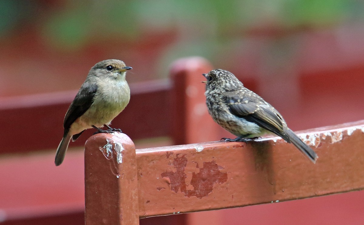 African Dusky Flycatcher - ML623908809