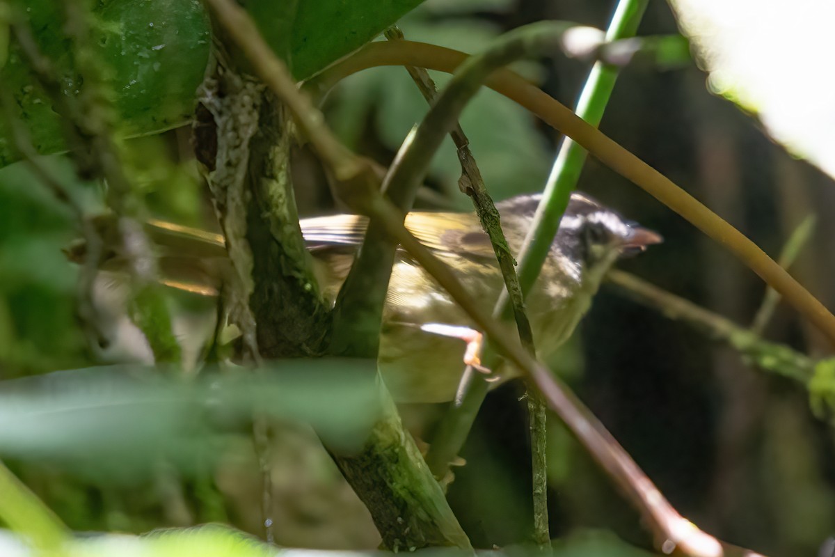 Three-striped Warbler - ML623908813