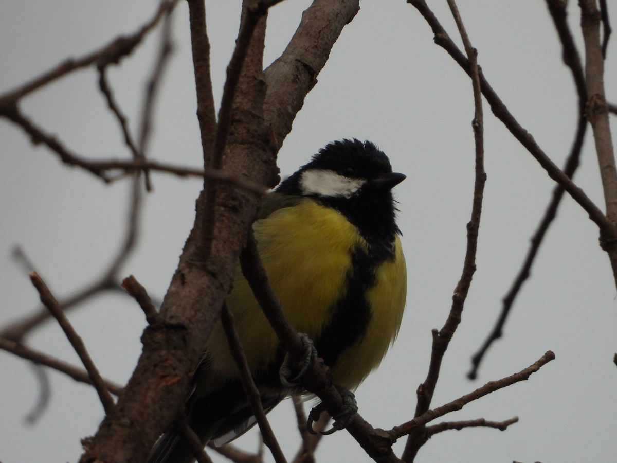 Great Tit - ML623908814