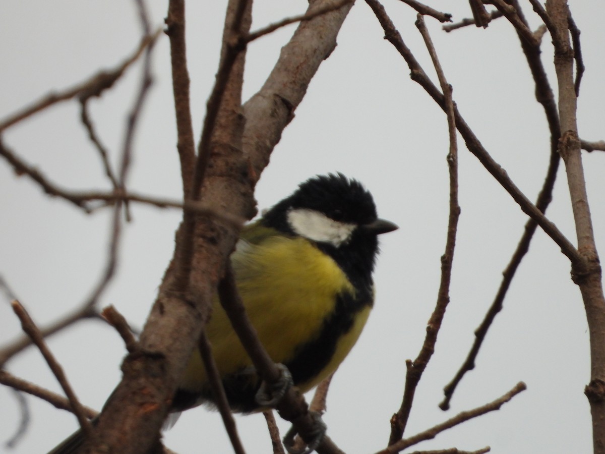 Great Tit - ML623908816