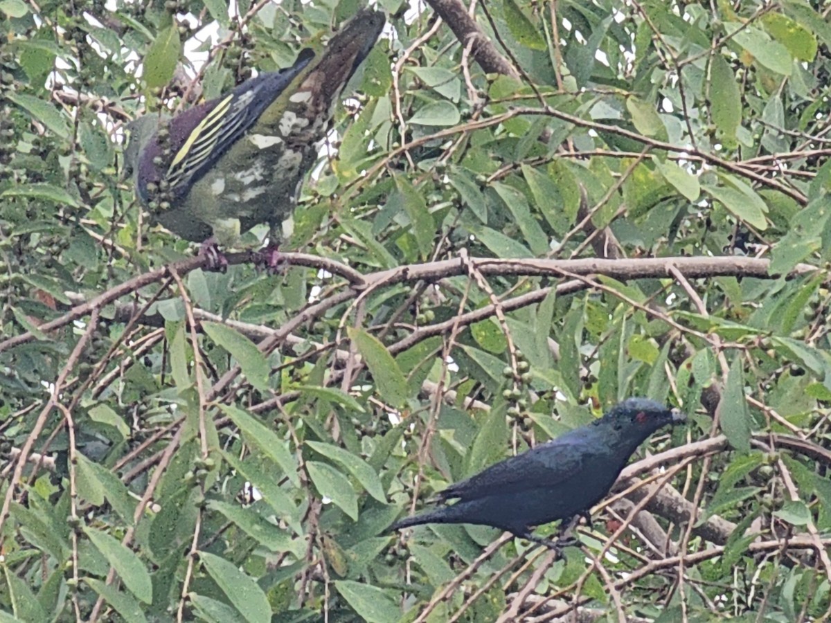 Short-tailed Starling - ML623908820