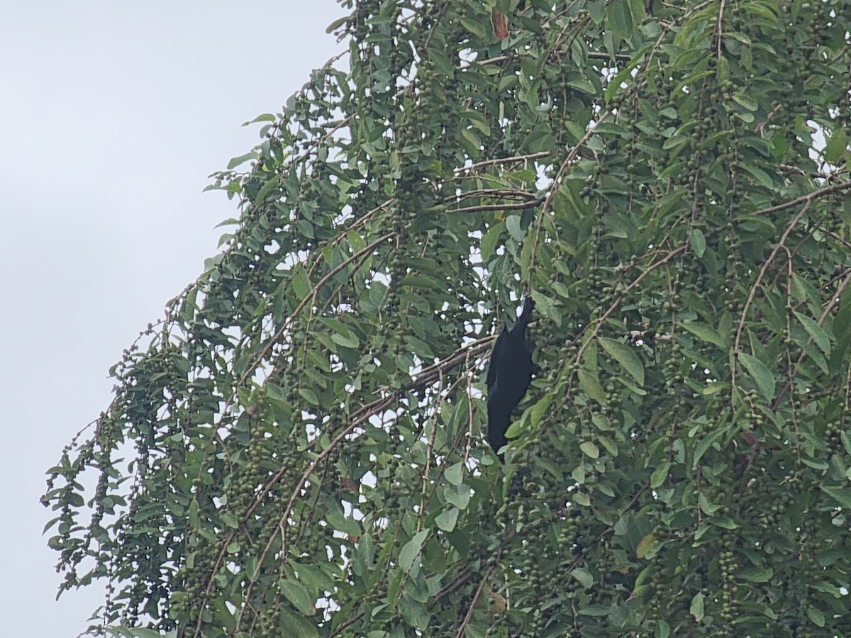 Short-tailed Starling - ML623908821