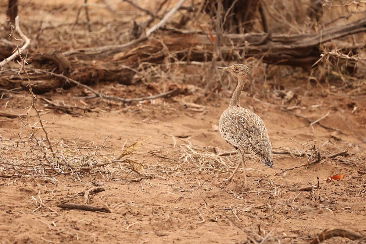 Red-crested Bustard - ML623908825