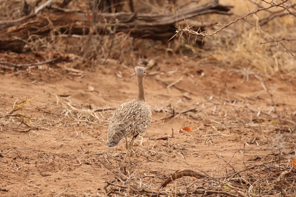 Red-crested Bustard - ML623908829