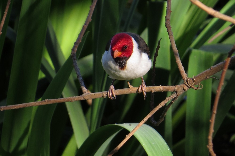 Yellow-billed Cardinal - ML623908830