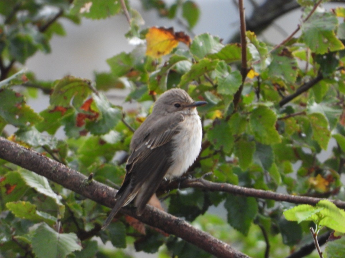 Spotted Flycatcher - Luis Tárraga Cabrera