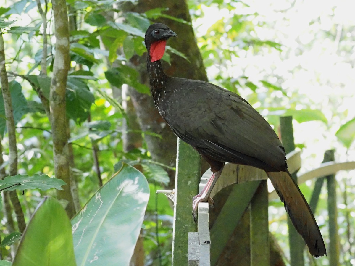 Crested Guan - ML623908835