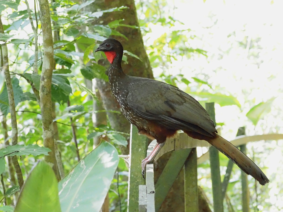 Crested Guan - ML623908836